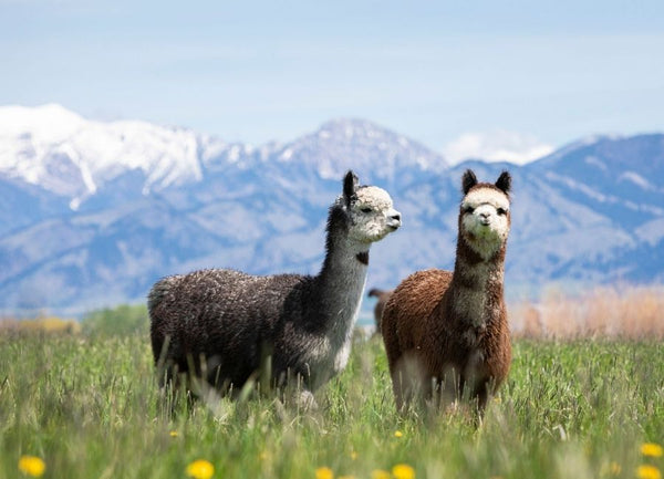 Why Alpaca Fiber Is Called Fleece Rather Than Wool! Unraveling The