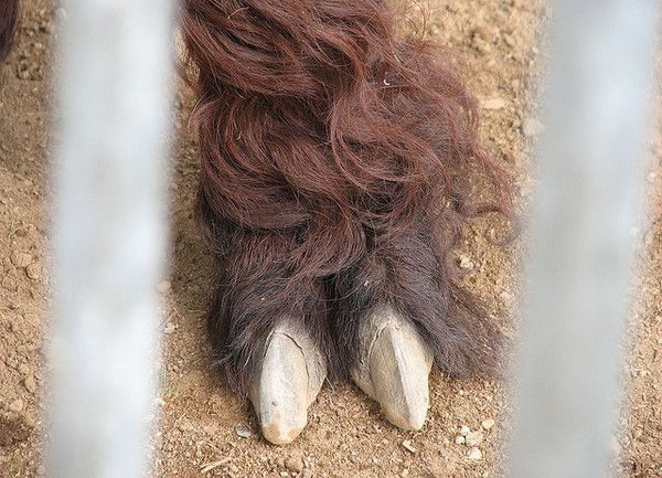 Alpaca Toenail Trimming Alpacas of Montana