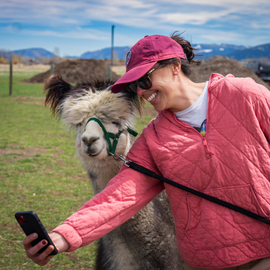 Alpaca & Llama Farm Tours