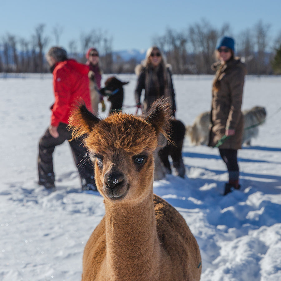 A brown alpaca stands in front of the camera with several people out of focus in the background.