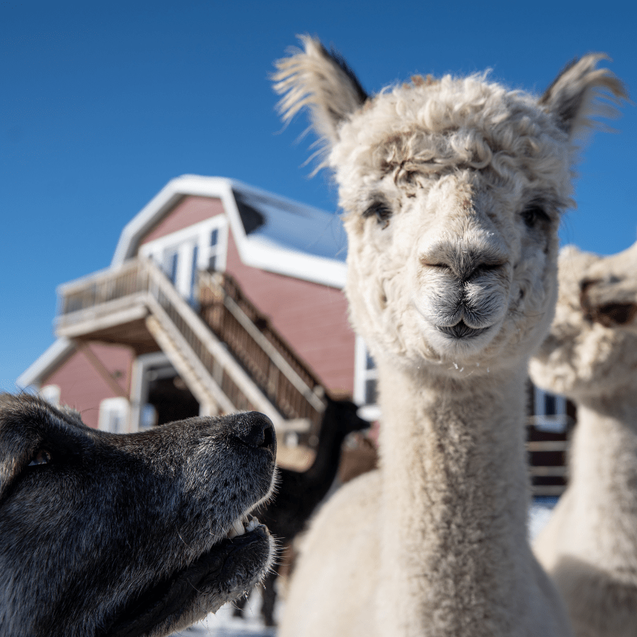 An Anatolian Shepherd sniffs the face of a white alpaca. There is a red barn and blue sky in the background.