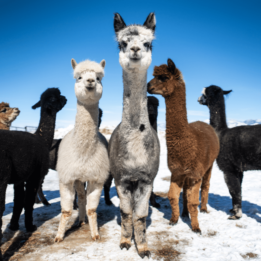 A group of seven alpacas of various colors standing in front of the camera looking curiously towards the photographer.