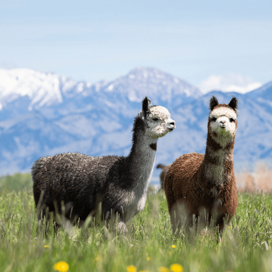 A gray and white alpaca and a brown and white alpaca stand in a green grassy field with snowy mountains in the background.