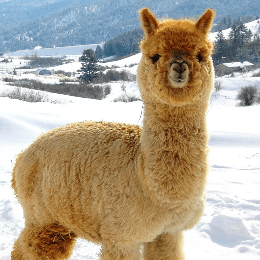A fluffy fawn alpaca standing in a snowy winter scene.