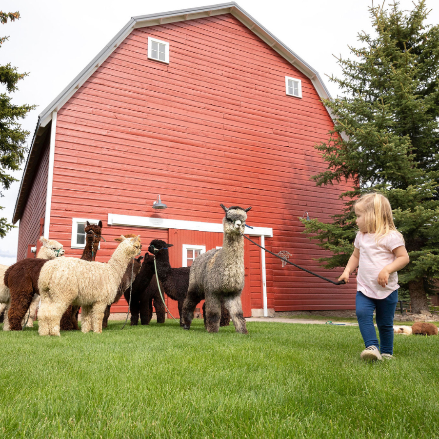alpacas in front of a red livestock barn walking a gray alpaca