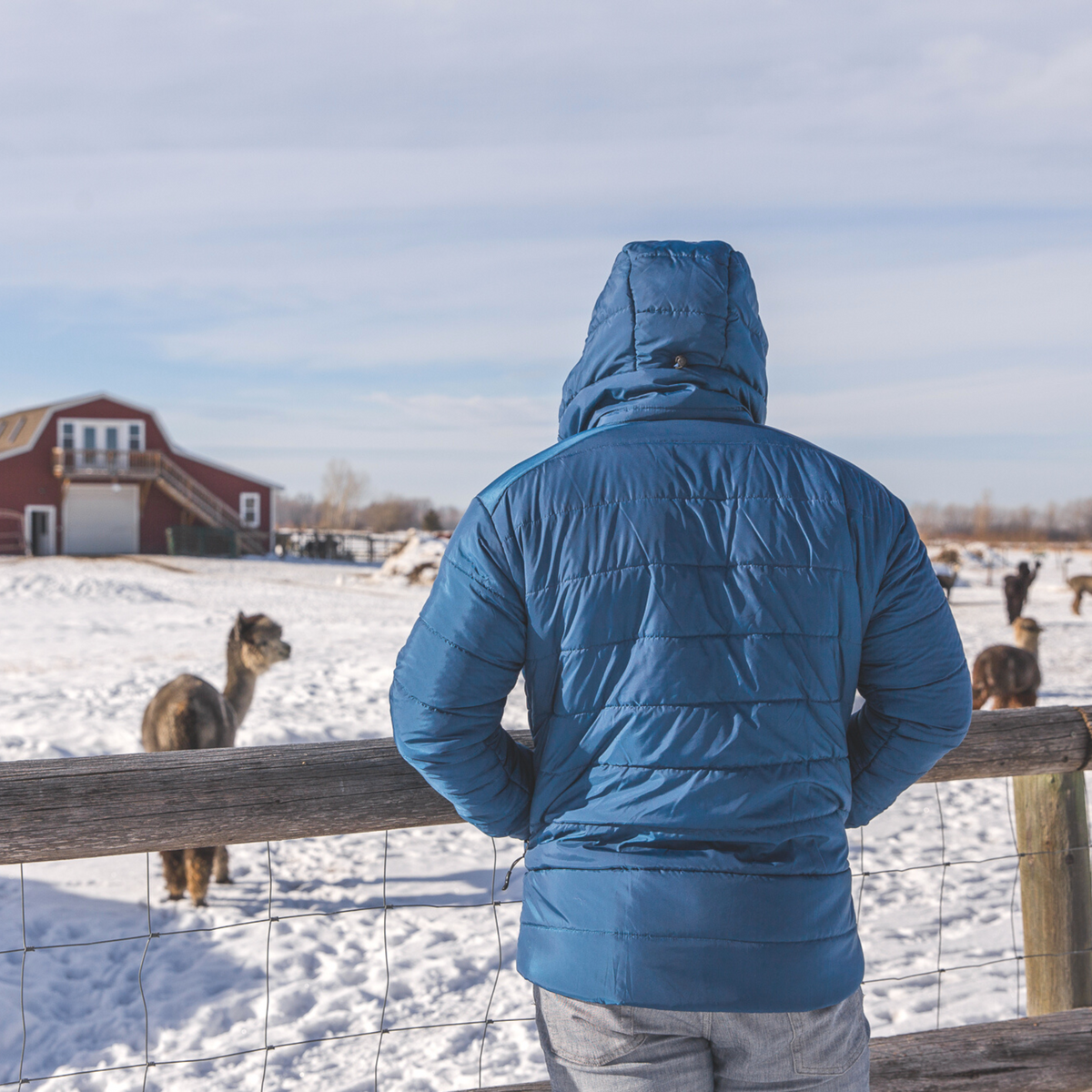 A photo of a man standing against a fence looking into a pasture full of snow and alpacas. He is wearing jeans and a cobalt blue Alpacas of Montana men&#39;s base layer top, and a Alpacas of Montana warm top layer insulated cozy comfortable thermal winter outerwear heavyweight alpaca wool lined men&#39;s mismi coat jacket parka for skiing, snowboarding, ice fishing, hunting, camping, arctic, travel, outdoors
