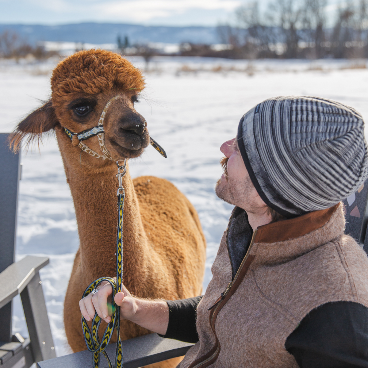 A man looking at and holding the lead of a haltered chestnut brown fluffy alpaca. The man is wearing the camel and gray reversible men&#39;s vest and a black, white, and gray comfortable warm winter outerwear Alpacas of Montana backcountry beanie.