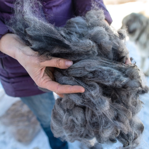 Hands extending raw, alpaca fleece in a shade of gray.