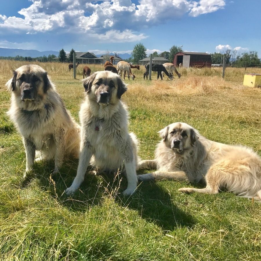 three anatolian shepherd guard dogs laying in a field with alpacas behind them