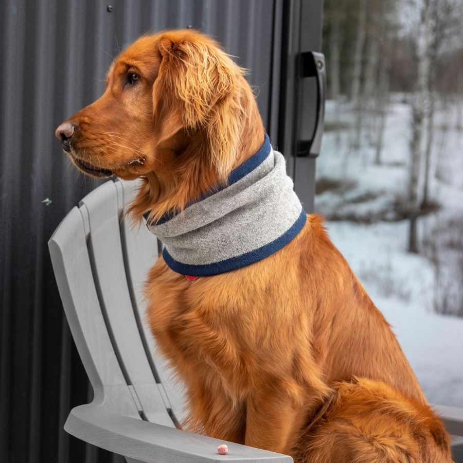 A golden retriever dog sitting in a gray lawn chair looking to the side and wearing an Alpacas of Montana lightweight cozy comfortable moisture wicking antimicrobial warm breathable all seasons thin thermal outerwear skiing hiking climbing outdoors hunting fishing rocky mountain neck gaiter made from light gray and navy blue alpaca wool.