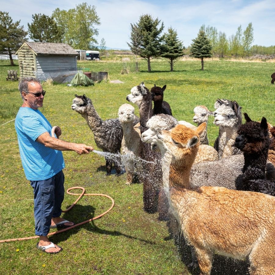 man spraying a bunch of alpacas with a hose in a green field to cool them down