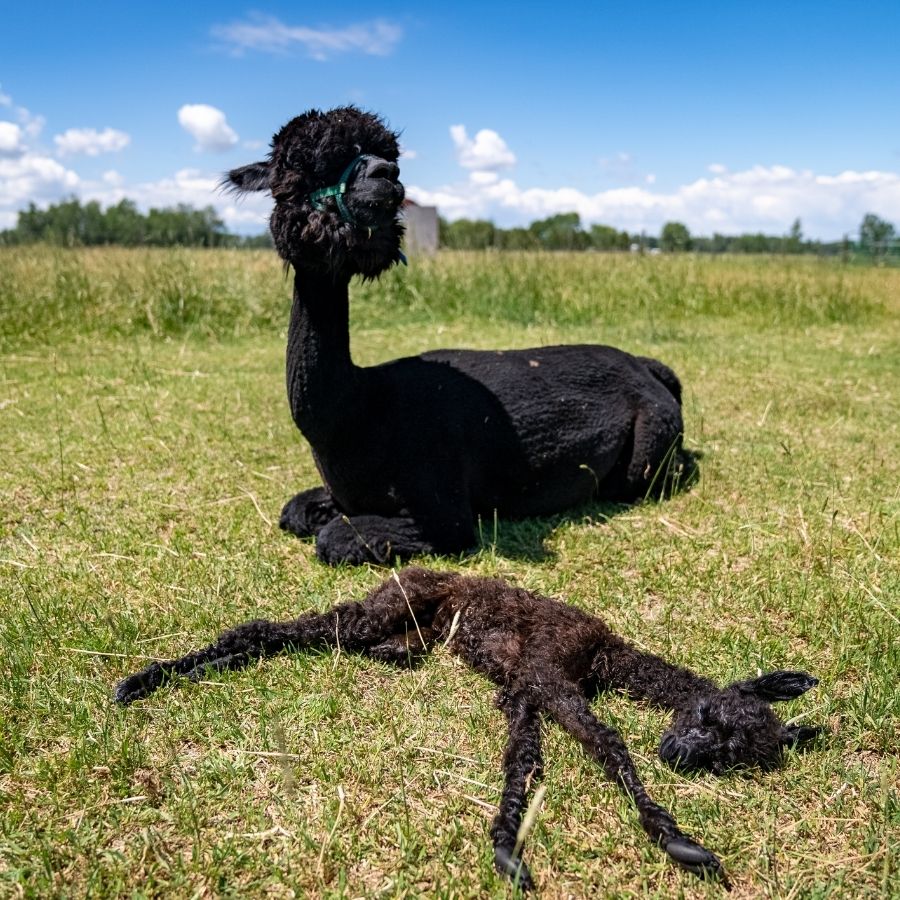 mom laying in green grass next to newborn baby alpaca
