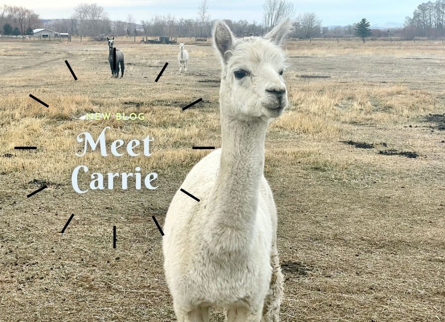 white alpaca carrie