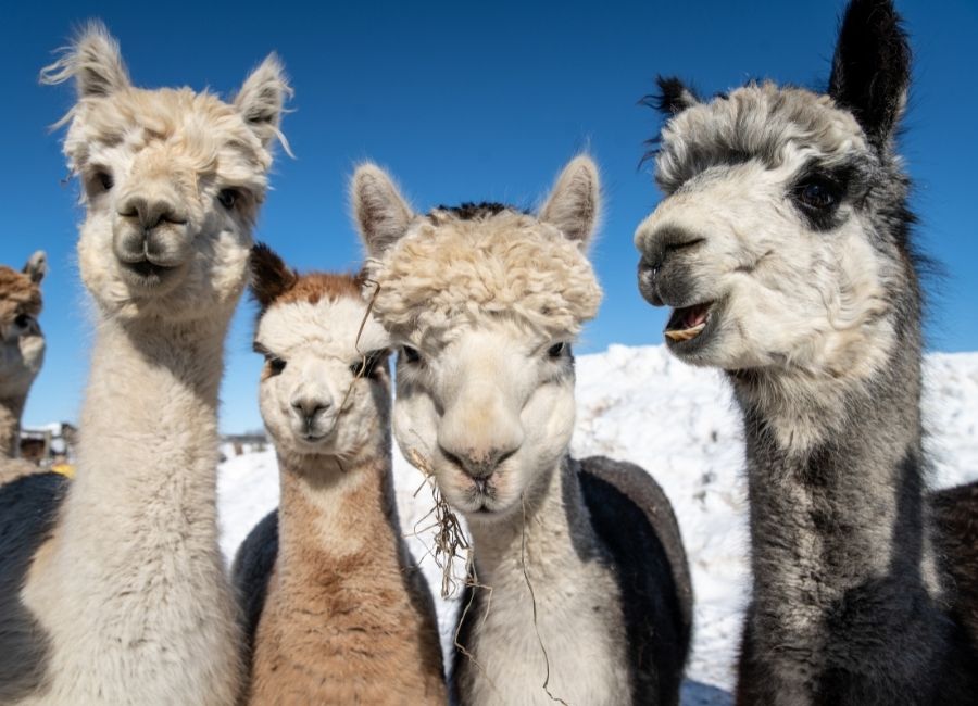 four alpacas in the snow