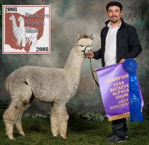 Man with award winning Alpaca