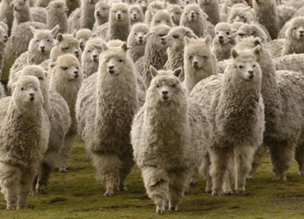 9 Ways to Build An Alpaca Herd