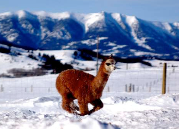 brown alpaca running in the snow
