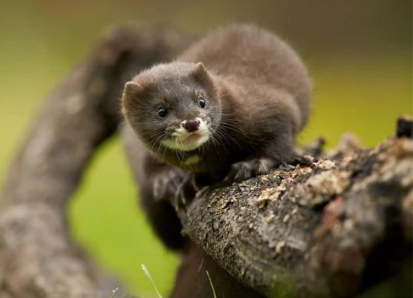 A Mink on the Counter
