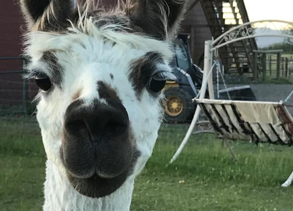 A Night Out...and Yet Still With The Alpacas...