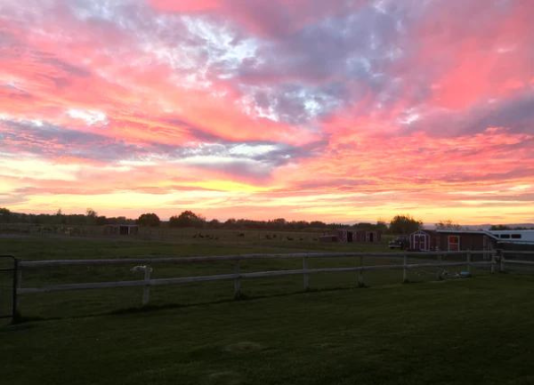 A Nice Little Sunset In Montana With Alpacas - Video