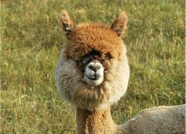 Agisting Alpacas - Alpaca Owners Without the Land
