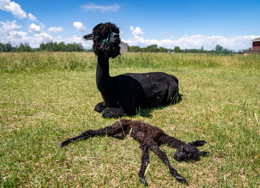 Alpaca Breeding