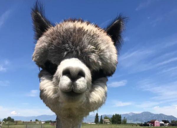 New Alpaca Product Collection for 2015