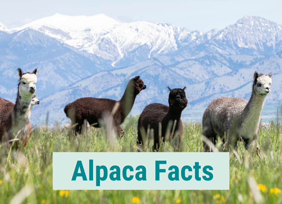 four alpacas walking in a green pasture with snow capped mountains behind them and the words alpaca facts written on the photo