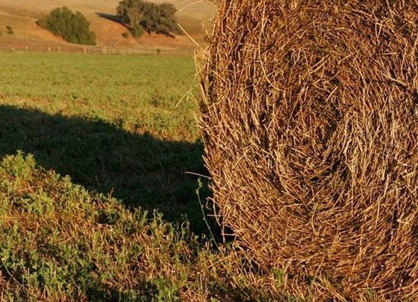 Alpaca Feed
