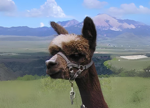 Alpaca Halter Training - Video