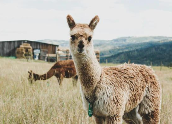 Alpaca in field