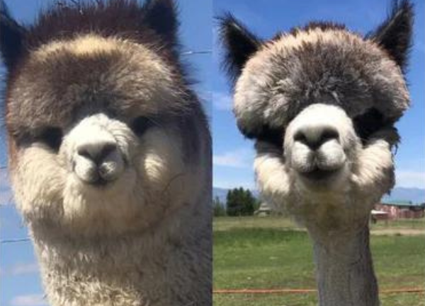 Alpaca Shearing Video