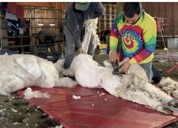 alpaca sheering