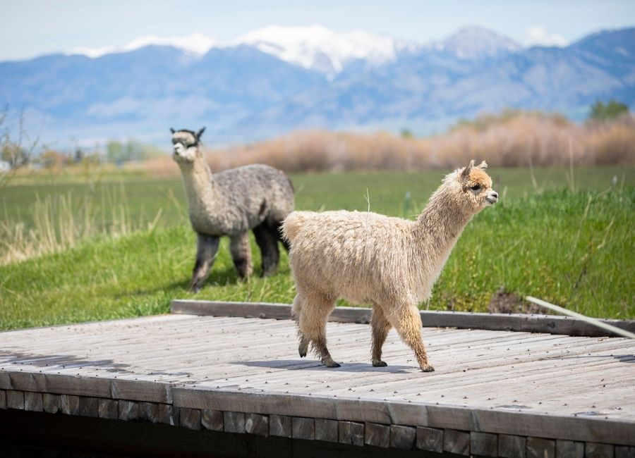 Alpacas grazing