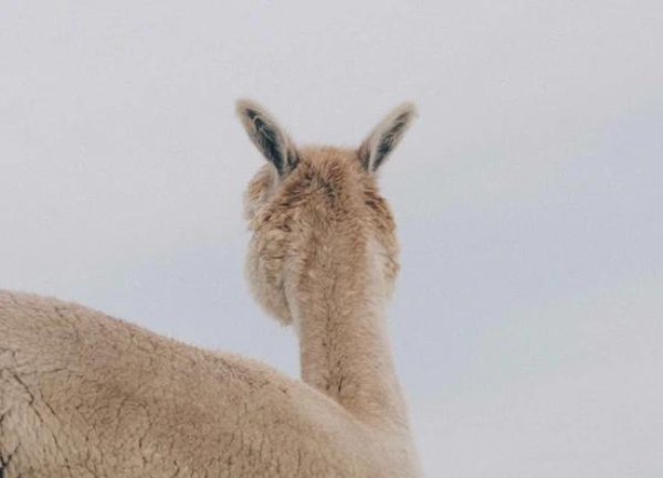 Alpaca Tax Write Off and Depreciation