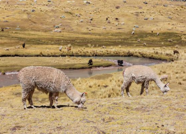 Alpaca Terminology