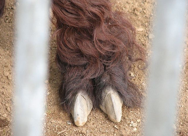 Alpaca Toenail Trimming