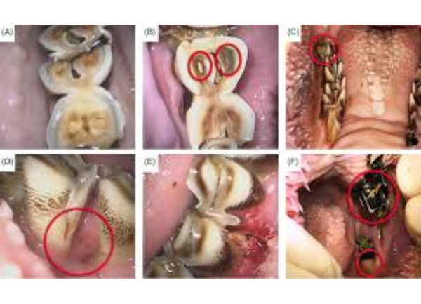 Alpaca Tooth Abscess