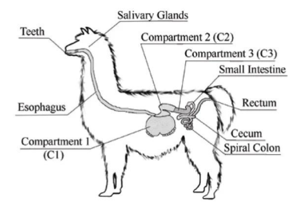 Alpaca Ulcers