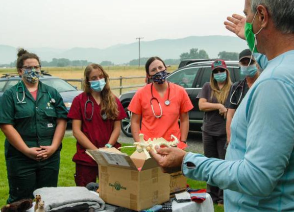 Alpaca Veterinary Training Day With Montana State University