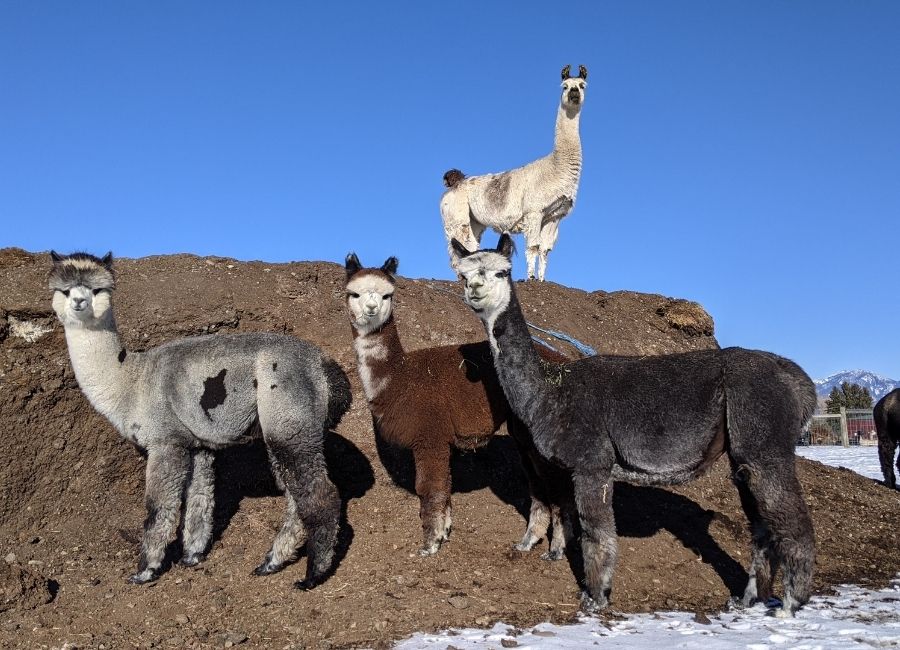 Alpacas and Llamas