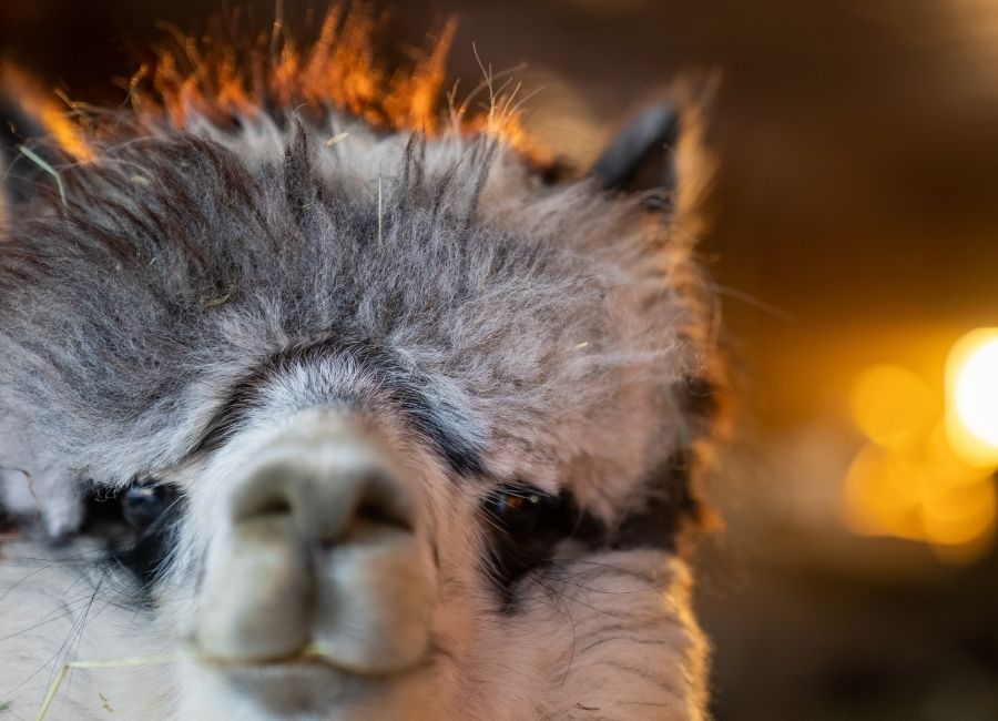 Two Alpacas