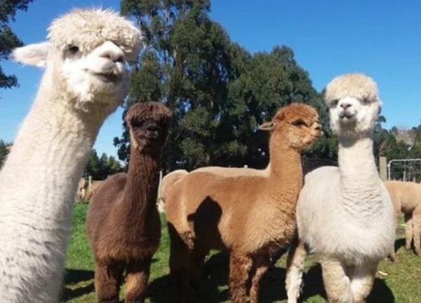 Alpacas and Llamas Exploring New Montana Pastures - Video
