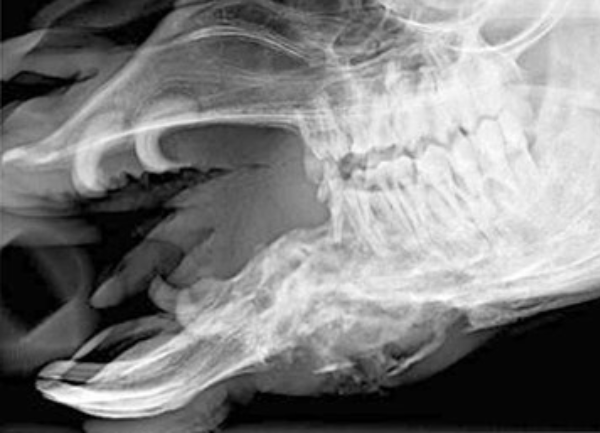 infected alpaca tooth x-ray