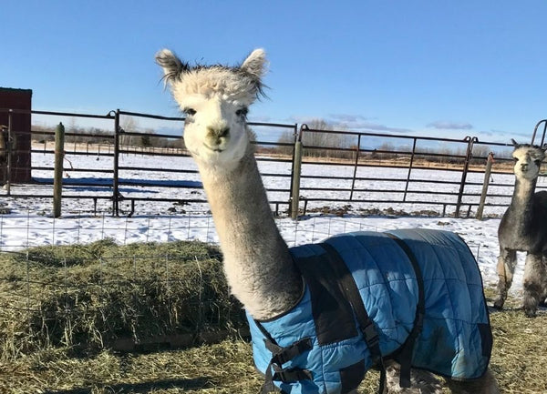Alpaca Meet and Greet: Champion and Rowdy Old Man, Argus