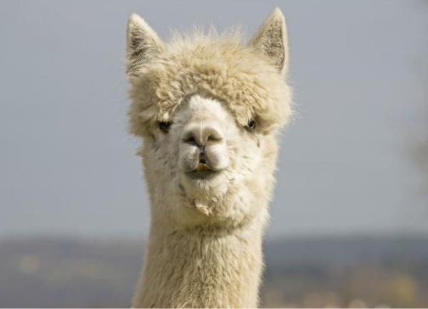 BREEDING WHITE TO GRAY ALPACAS