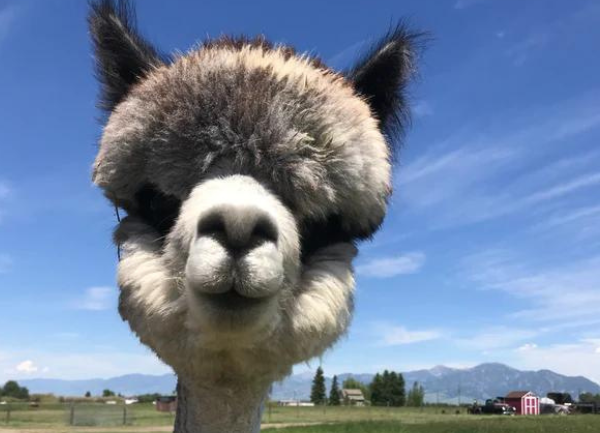 Baby Alpaca "Marco" Enjoying His Second Day of Life - Video