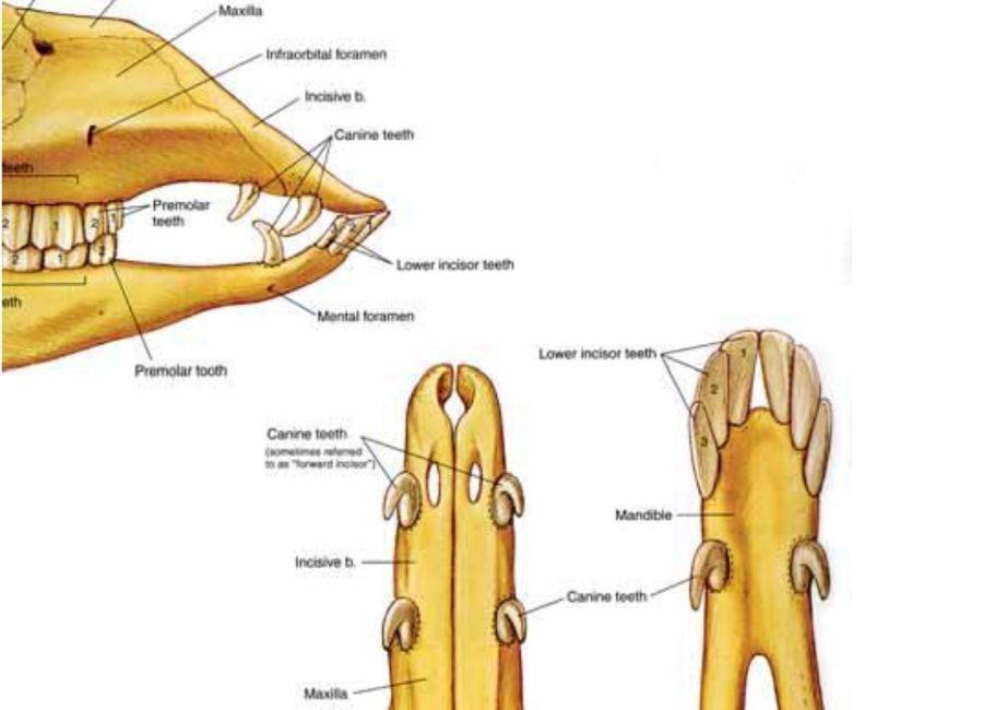 The Anatomy of Alpaca Teeth