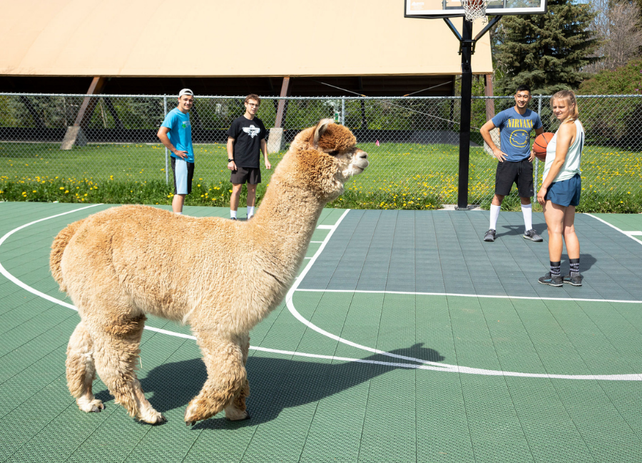 beige alpaca walking across a basketball court with four people watching