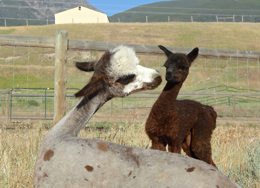 rose gray mom alpaca playing with brown baby alpaca